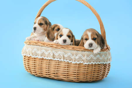 Cute beagle puppies in basket on color backgroundの写真素材