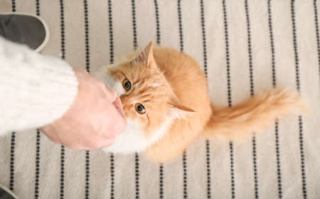 Man feeding cute cat in kitchen