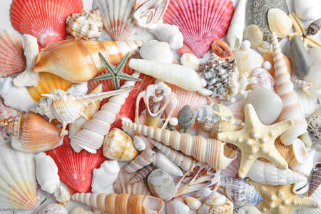 Many beautiful sea shells and starfish as background