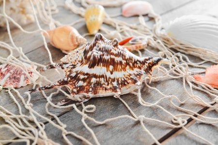 Many beautiful sea shells and fishnet on wooden backgroundの写真素材