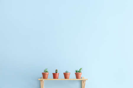 Shelf with houseplants hanging on color wallの写真素材