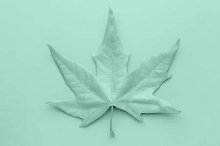 Painted turquoise leaf on color backgroundの写真素材