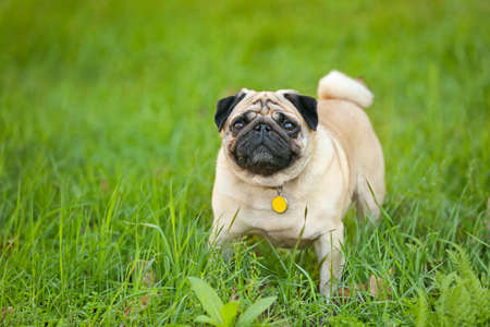 Cute pug dog walking in parkの写真素材