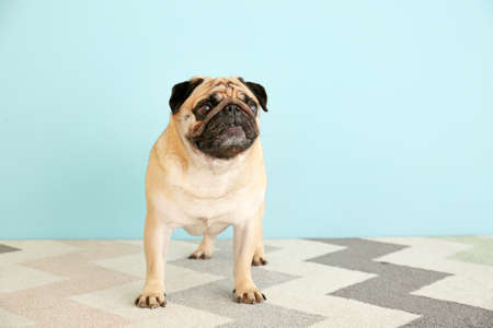 Cute pug dog near color wallの写真素材