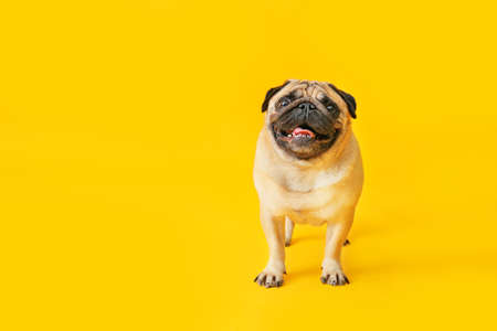 Cute pug dog on color backgroundの写真素材