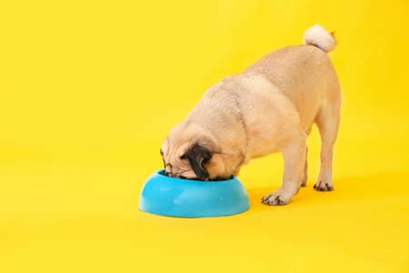 Cute pug dog eating from bowl on color backgroundの写真素材