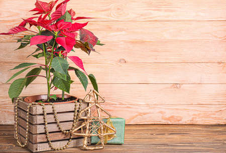 Christmas flower poinsettia on wooden tableの写真素材