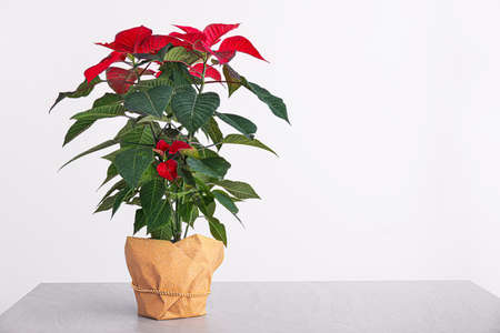 Christmas flower poinsettia on table against light backgroundの写真素材