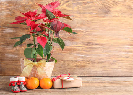 Christmas flower poinsettia on wooden tableの写真素材