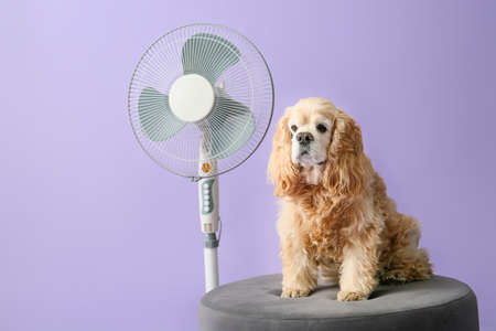 Cute dog and electric fan on color backgroundの写真素材