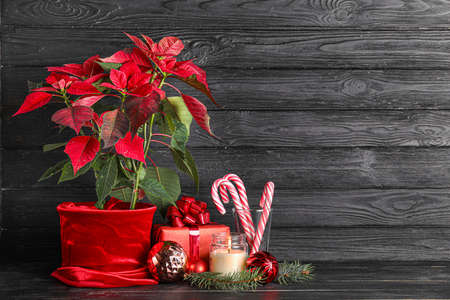 Christmas plant poinsettia with decor and gift on dark wooden backgroundの写真素材