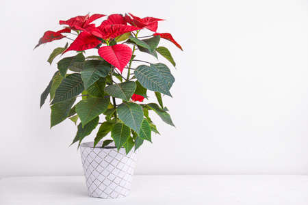 Christmas plant poinsettia on white tableの写真素材