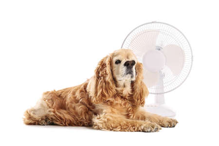 Electric fan and cute dog on white backgroundの写真素材