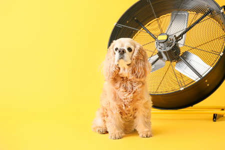 Cute dog and electric fan on color backgroundの写真素材