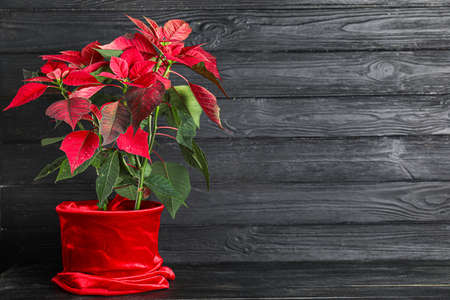 Christmas plant poinsettia on dark wooden backgroundの写真素材