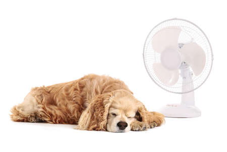 Electric fan and cute dog on white backgroundの写真素材