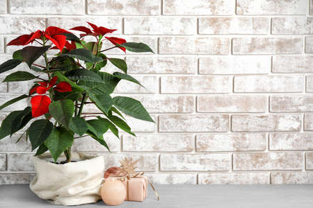 Christmas plant poinsettia with decor and gift on tableの写真素材