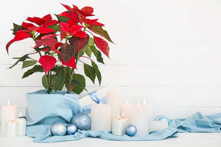 Christmas plant poinsettia with decor and candles on white backgroundの写真素材