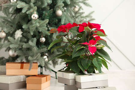 Beautiful flower poinsettia near Christmas tree in roomの写真素材