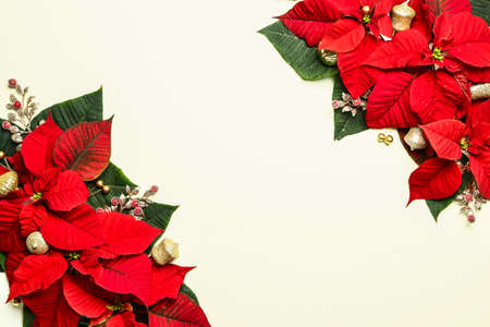 Beautiful Christmas composition with poinsettia on white backgroundの写真素材