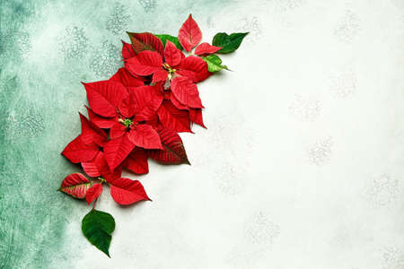 Beautiful Christmas flowers poinsettia on color background