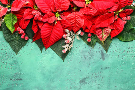 Beautiful Christmas composition with poinsettia on color backgroundの写真素材