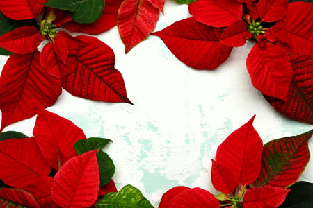 Beautiful composition with Christmas flowers poinsettia on light background