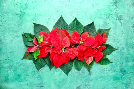 Beautiful Christmas flowers poinsettia on color backgroundの写真素材