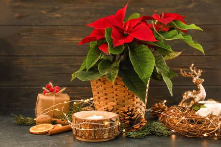 Christmas plant poinsettia with decor on tableの写真素材