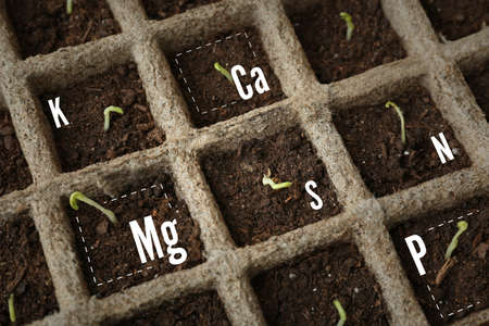 Seedlings growing in enriched soil