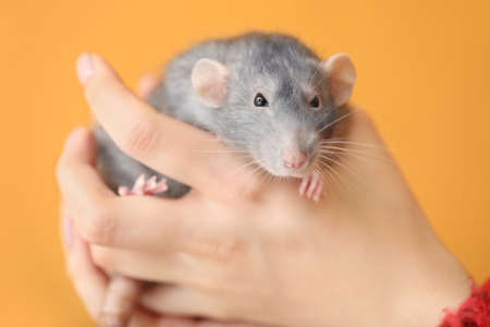 Female hands with cute rat on color backgroundの写真素材