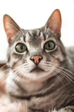 Cute funny cat at homeの写真素材