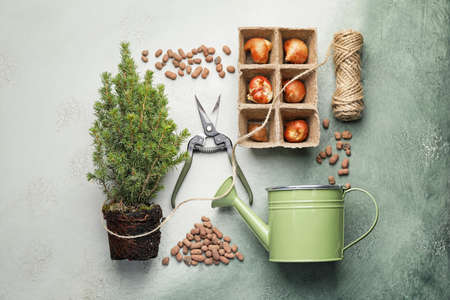 Set of gardening supplies with plant on color background