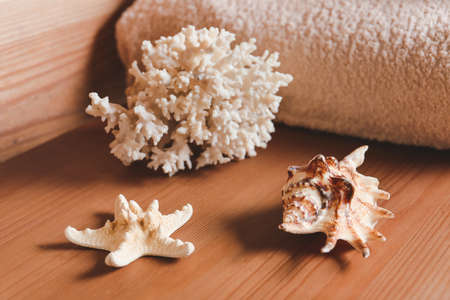 Beautiful sea shells and coral on wooden tableの写真素材
