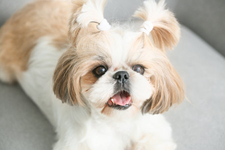 Cute dog lying on armchairの写真素材