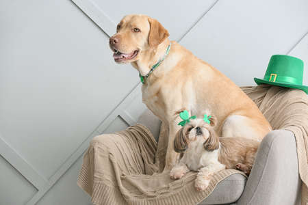 Cute dogs on armchair. St. Patrick's day celebration