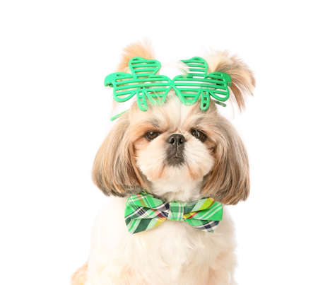 Cute dog on white background. St. Patrick's day celebrationの写真素材