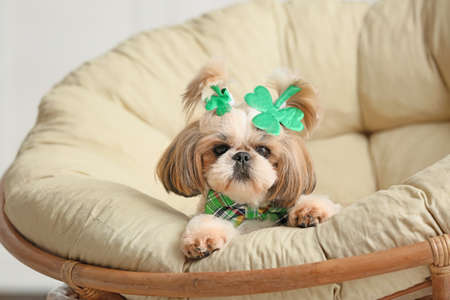 Cute dog on lounge chair at home. St. Patrick's day celebrationの写真素材