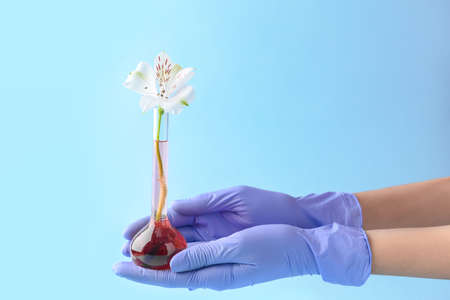 Hands of scientist holding glassware with flower on color backgroundの写真素材