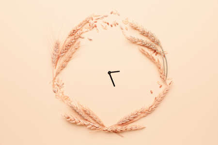 Creative clock made with wheat spikelets on color background