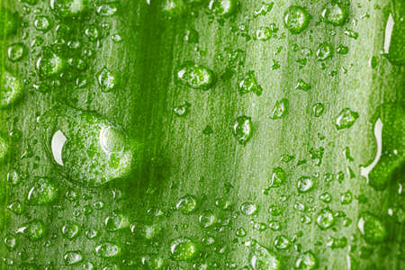 Water drops on green leaf, closeupの写真素材