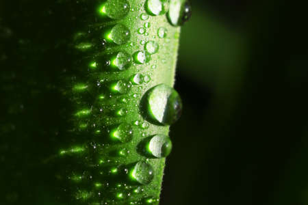 Leaf of plant with water drops, closeupの写真素材