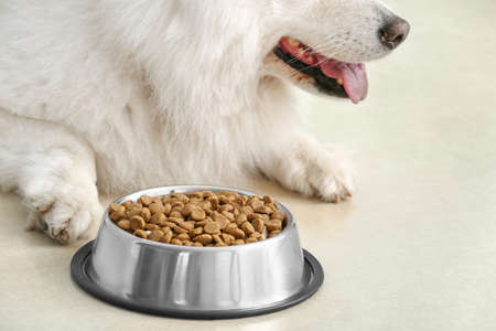 Cute Samoyed dog near bowl with food at home, closeupの写真素材