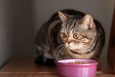 Cute cat near bowl with food at homeの写真素材
