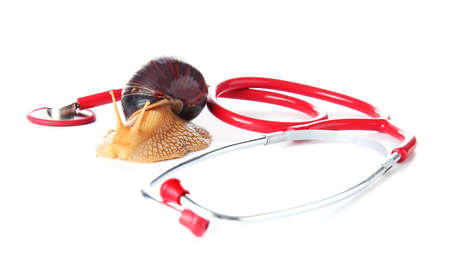 Achatina snail and stethoscope on white backgroundの写真素材