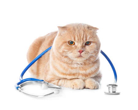 Cute cat with stethoscope on white backgroundの写真素材