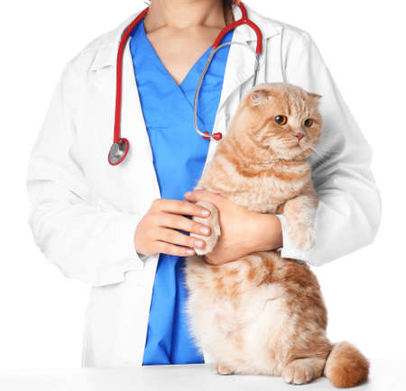 Veterinarian examining cute cat on white backgroundの写真素材