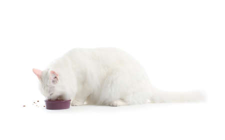 Cute Maine Coon cat eating food from bowl on white backgroundの写真素材