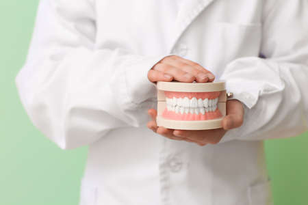Little dentist with model of jaw on color background, closeupの写真素材