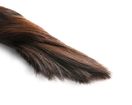 Beautiful long hair on white backgroundの写真素材